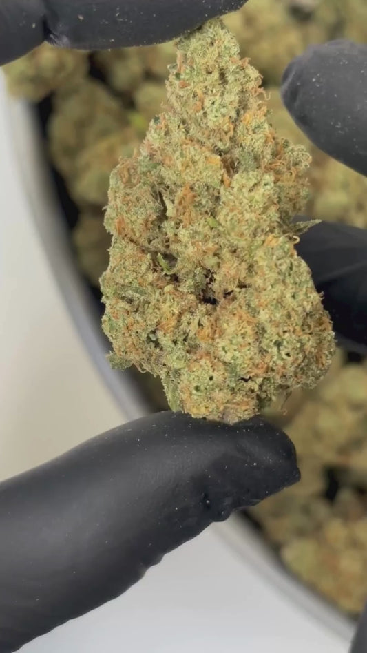 Amnesia US – Fleur CBD Indoor Hydroponique 17%