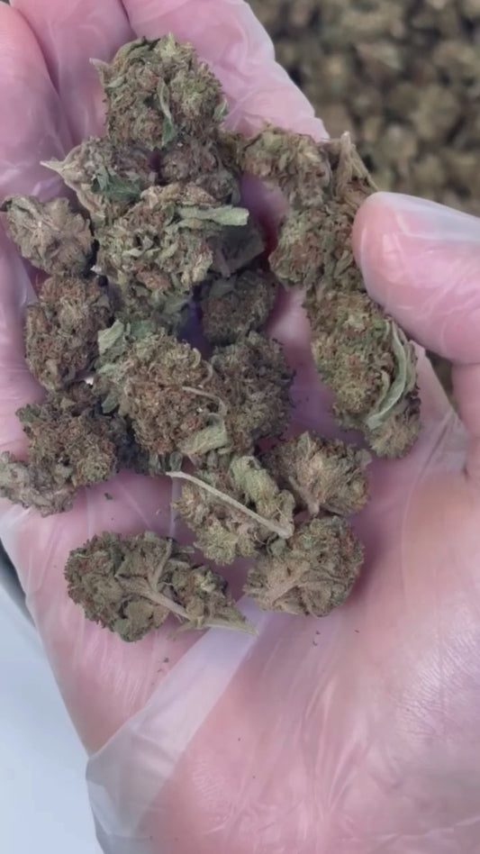 Cherry Pie – Fleurs CBD 4 % Glasshouse Premium | BreizhCBDshop