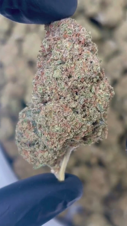 Sorbet CBD | Indoor Premium 15% CBD | BreizhCBDshop